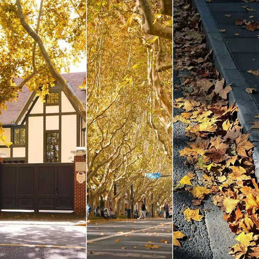 Where to Eat this Dec: French Bistro Under Golden Canopy