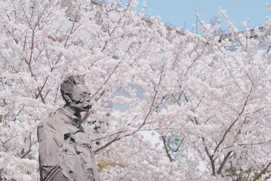 Top Spots in March: Three Cherry Blossom Spots We Recommend