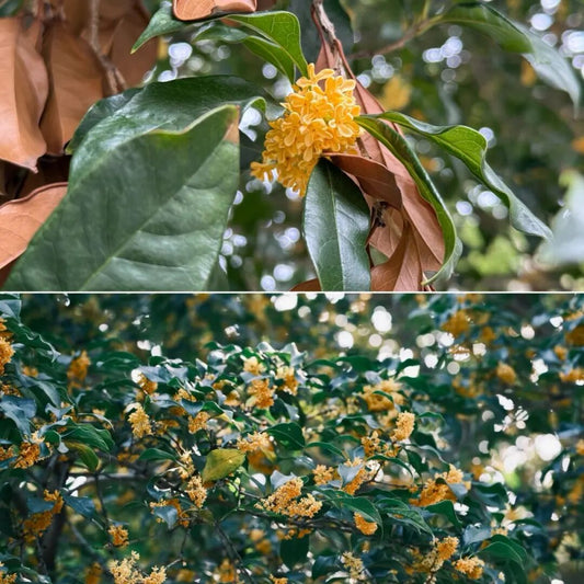 Where to Go This Nov: Sweet Osmanthus Bloom in Shanghai